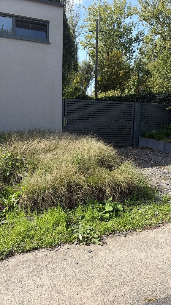 Siergrassen pampas gratis, Ophalen, Volle zon, Vaste plant, Siergrassen