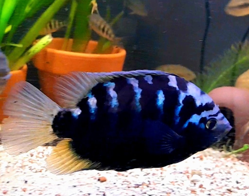 Aquariumvissen kweektrio, Dieren en Toebehoren, Vis, Zoetwatervis