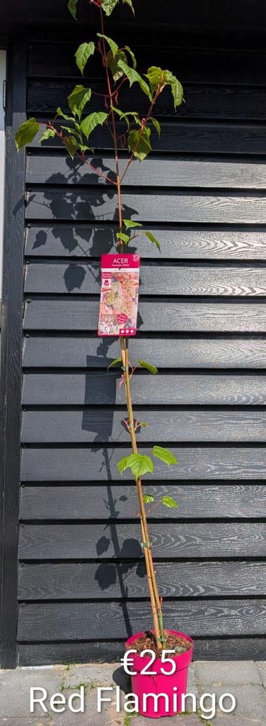 Acer Red Flamingo. Slangenhuid Japanse esdoorn, Enlèvement