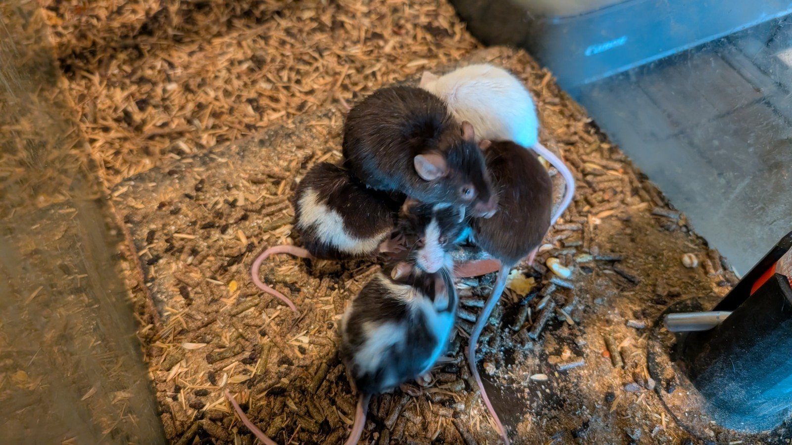 kleurmuizen, voedermuizen, Dieren en Toebehoren, Juni, Muis