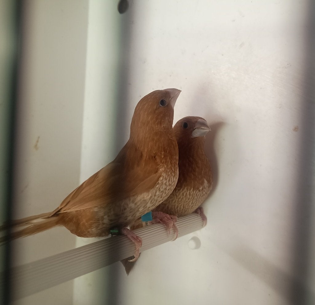 koppel bruin geparelde japanse meeuwtjes, Dieren en Toebehoren, Meerdere dieren, Tropenvogel, Geringd