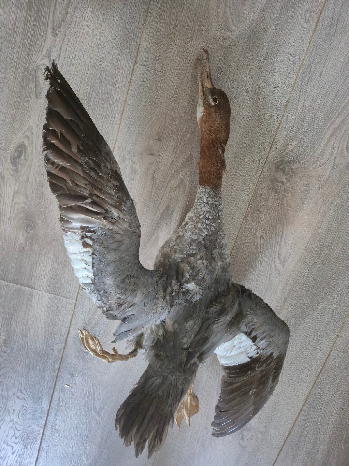 Opgezette zaagbek, Dieren en Toebehoren, December, Geslacht onbekend