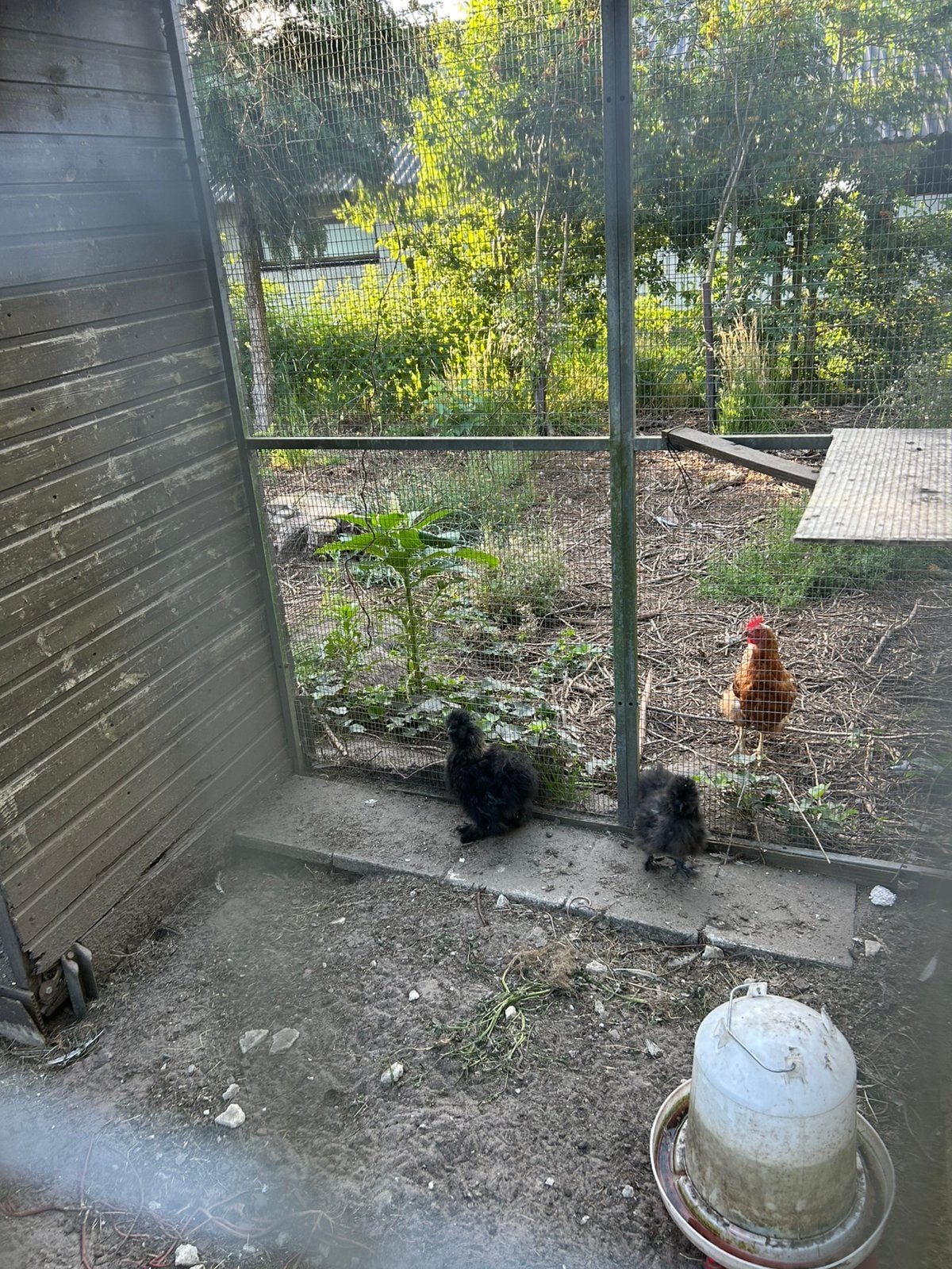 Zijdehoenders koppel, Dieren en Toebehoren, Pluimvee, Geslacht onbekend, Kip