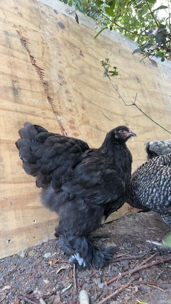 Couple de Brahma à gros tétras bleus et noirs, Plusieurs animaux, Poule ou poulet