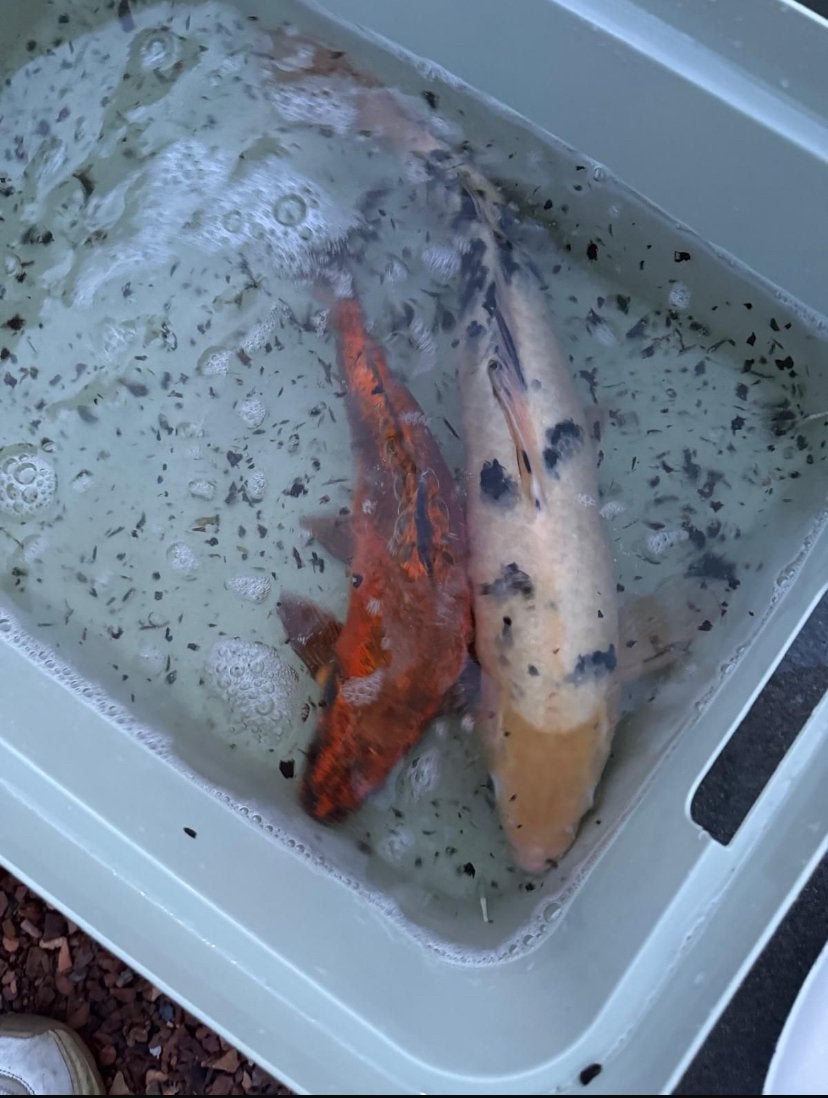 3 Koi Karpers, Dieren en Toebehoren, Vissen | Vijvervissen, Karper of Koi