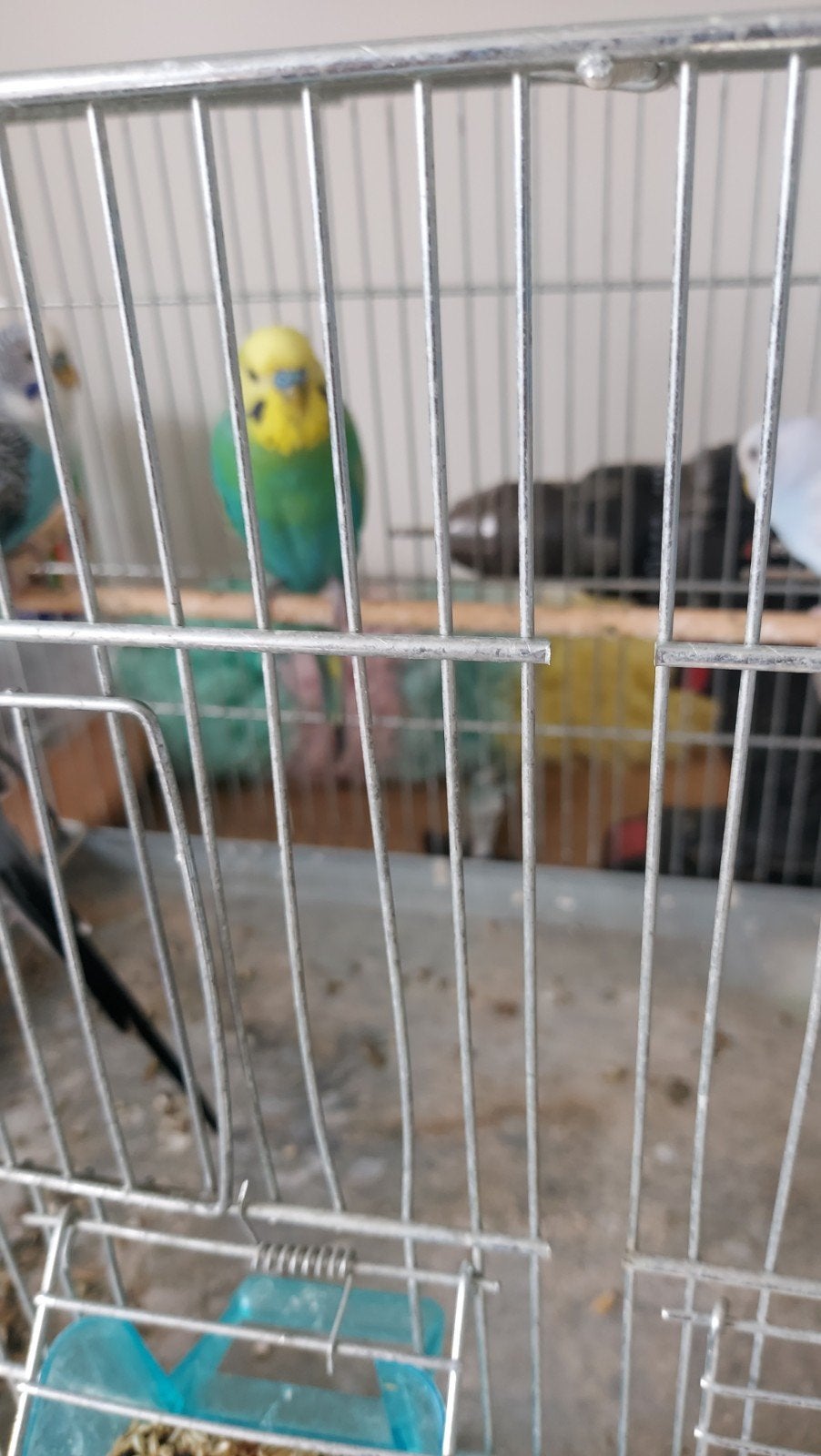 2 regenboog mannen 2025... 15e stuk, Dieren en Toebehoren, Vogels | Parkieten en Papegaaien