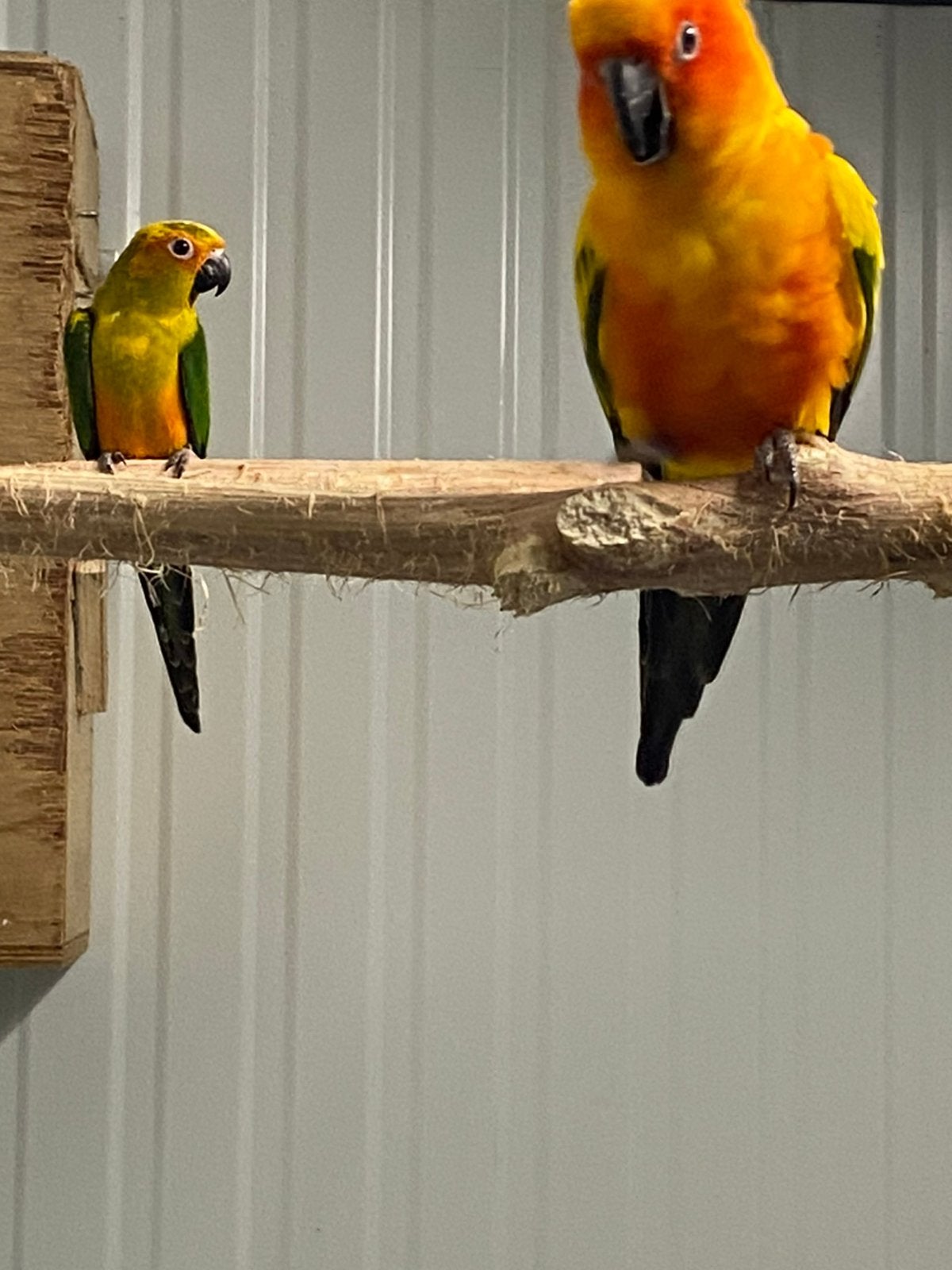 Perruches solaires, Sexe inconnu, Perruche, Bagué