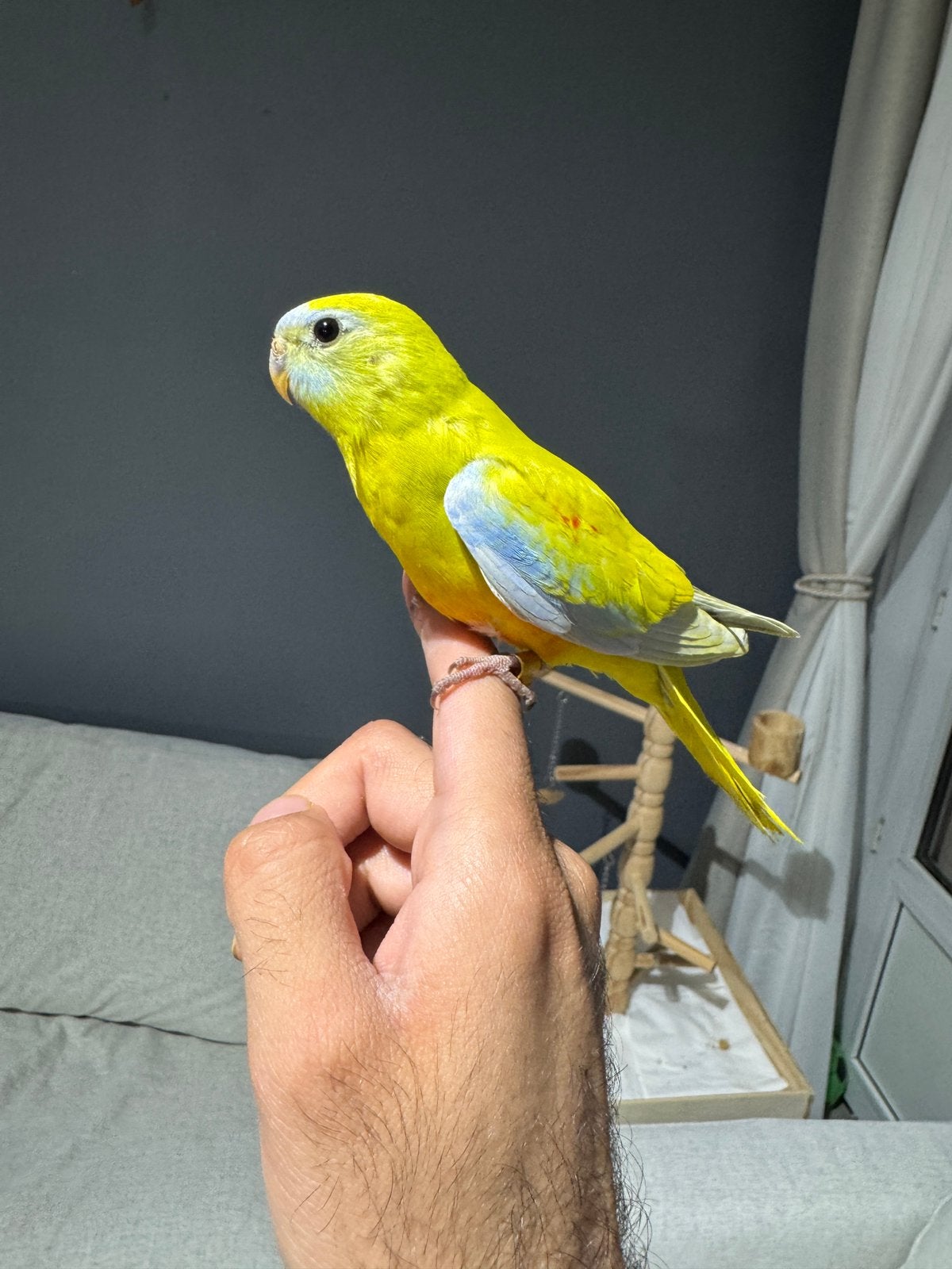 (EAM)Perruches Turquoisines Jaunes apprivoisée