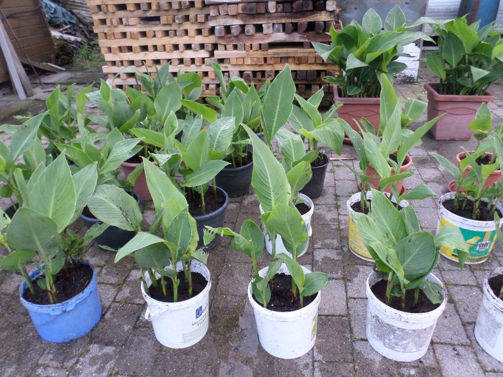 Canna planten te koop, Ophalen, Zomer