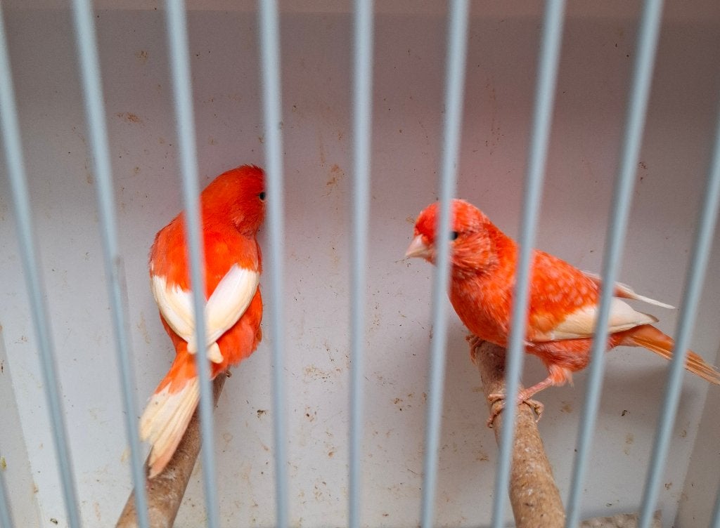 Rood witvleugel kanaries 2026, Dieren en Toebehoren, Meerdere dieren, Kleurkanarie