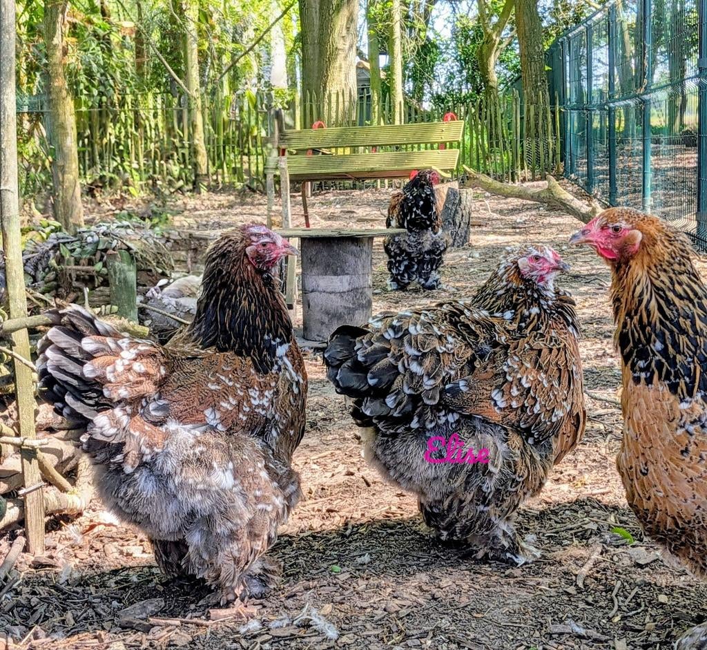 Kuikens brahma kippen kans op krulveer, Dieren en Toebehoren, Kip