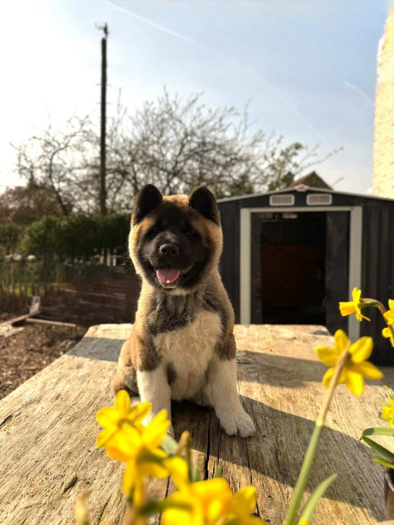 Chiot Akita américain, Animaux & Accessoires, Chiens | Huskys, Loulous & Types primitifs, Hépatite contagieuse (maladie de Rubarth)