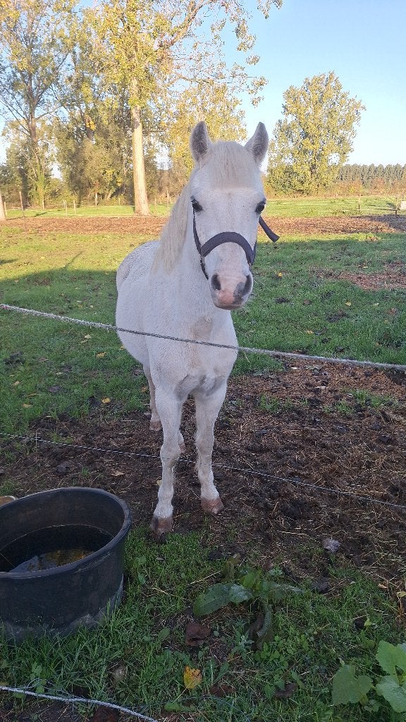 Brave grote B pony, Avec pedigree, Poney B (1.17 m à 1.27 m), B, Poney de récréation