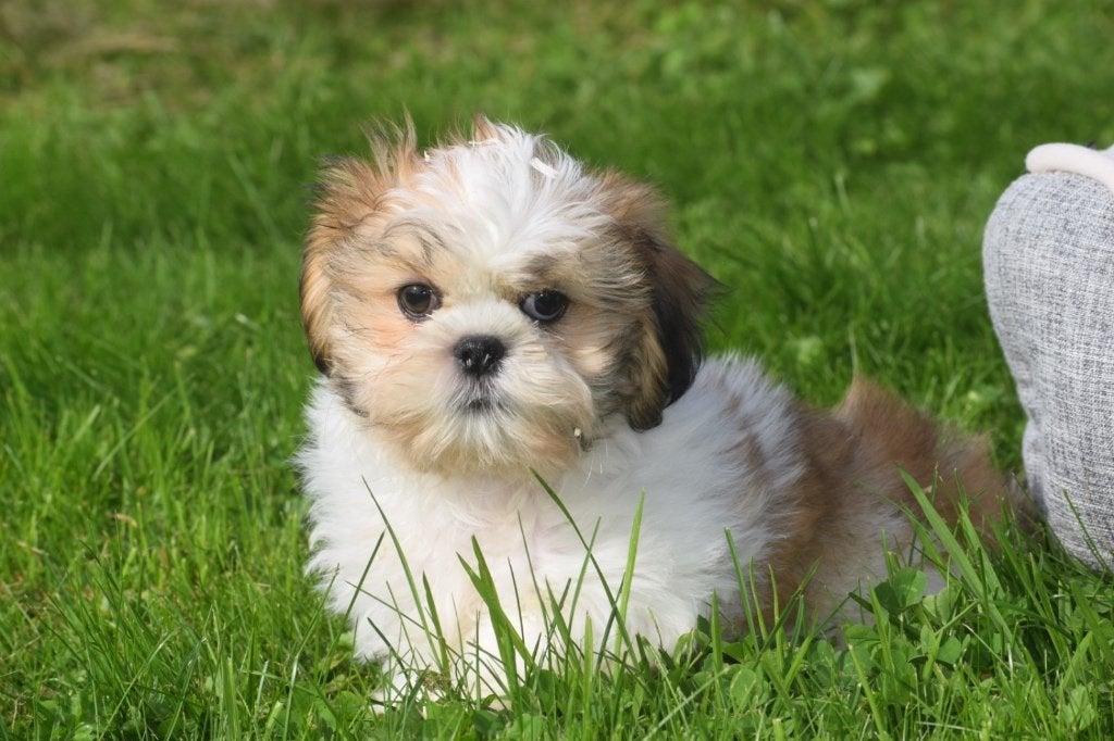 Shih-tzu pups nieuw nestje, Dieren en Toebehoren, 15 weken tot 1 jaar, Overige rassen, Buitenland, CDV (hondenziekte)