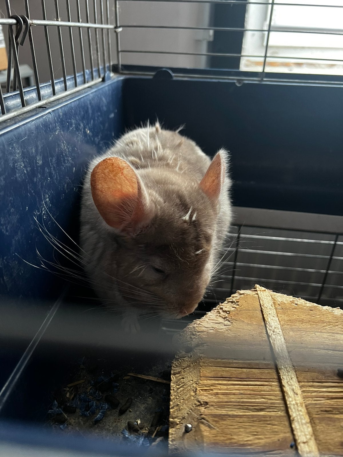 3 mannelijke chinchilla’s met kooi, Dieren en Toebehoren, Maart, Mannelijk, Chinchilla