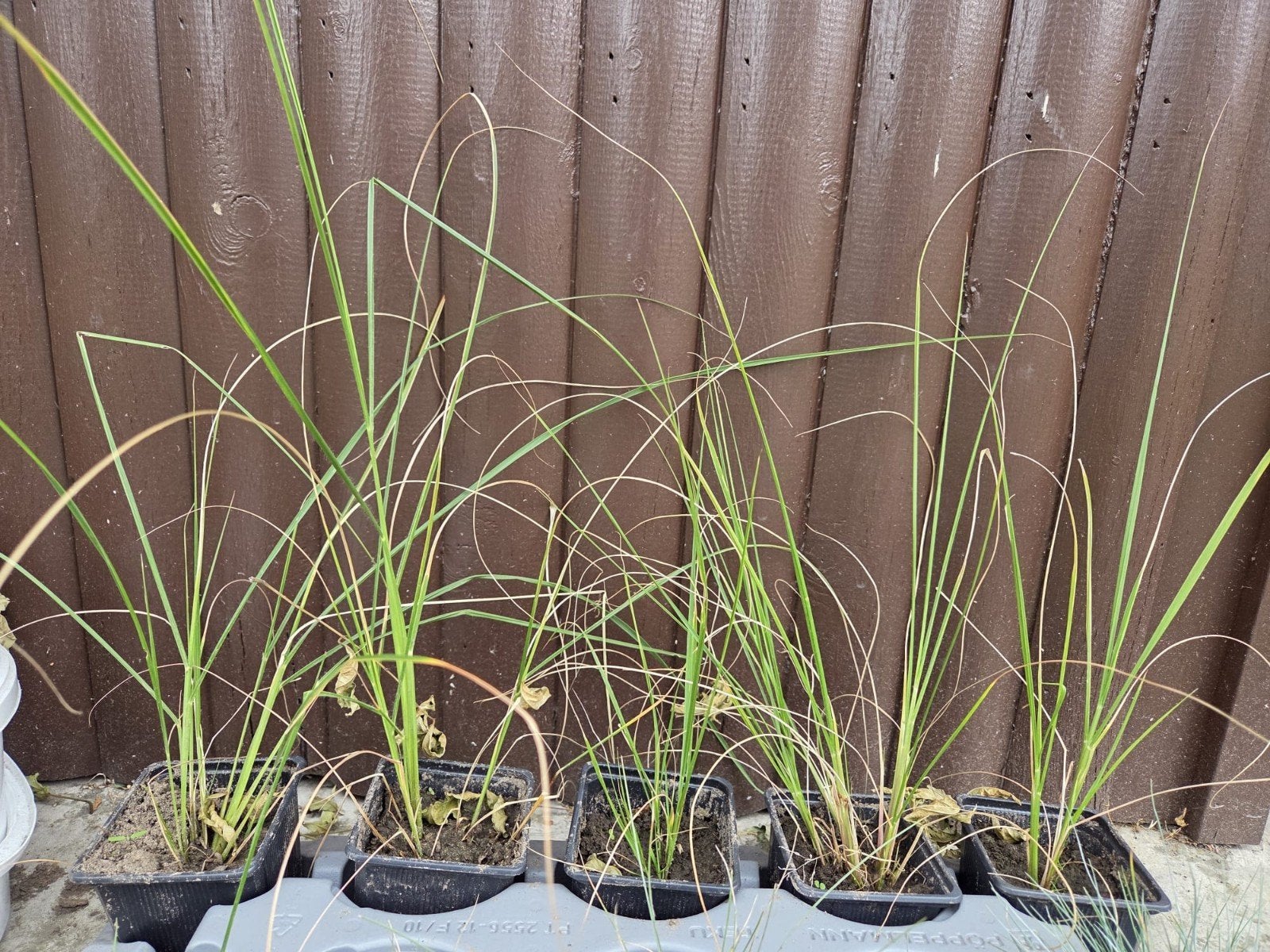 lampenpoetsergras stekjes, Ophalen, Vaste plant, Siergrassen, Halfschaduw