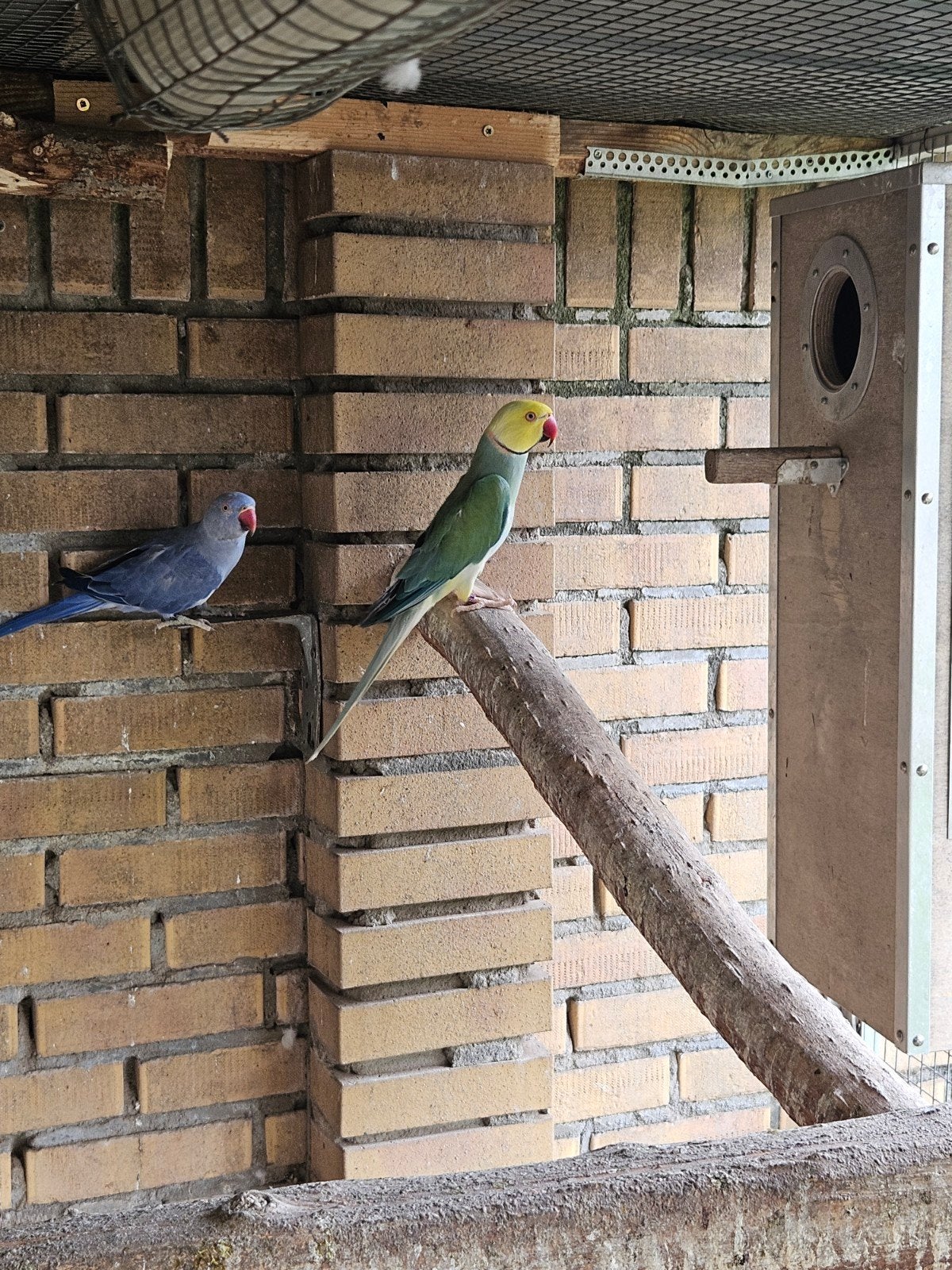 Kweekkoppel halsbandparkieten, Dieren en Toebehoren, Vogels | Parkieten en Papegaaien