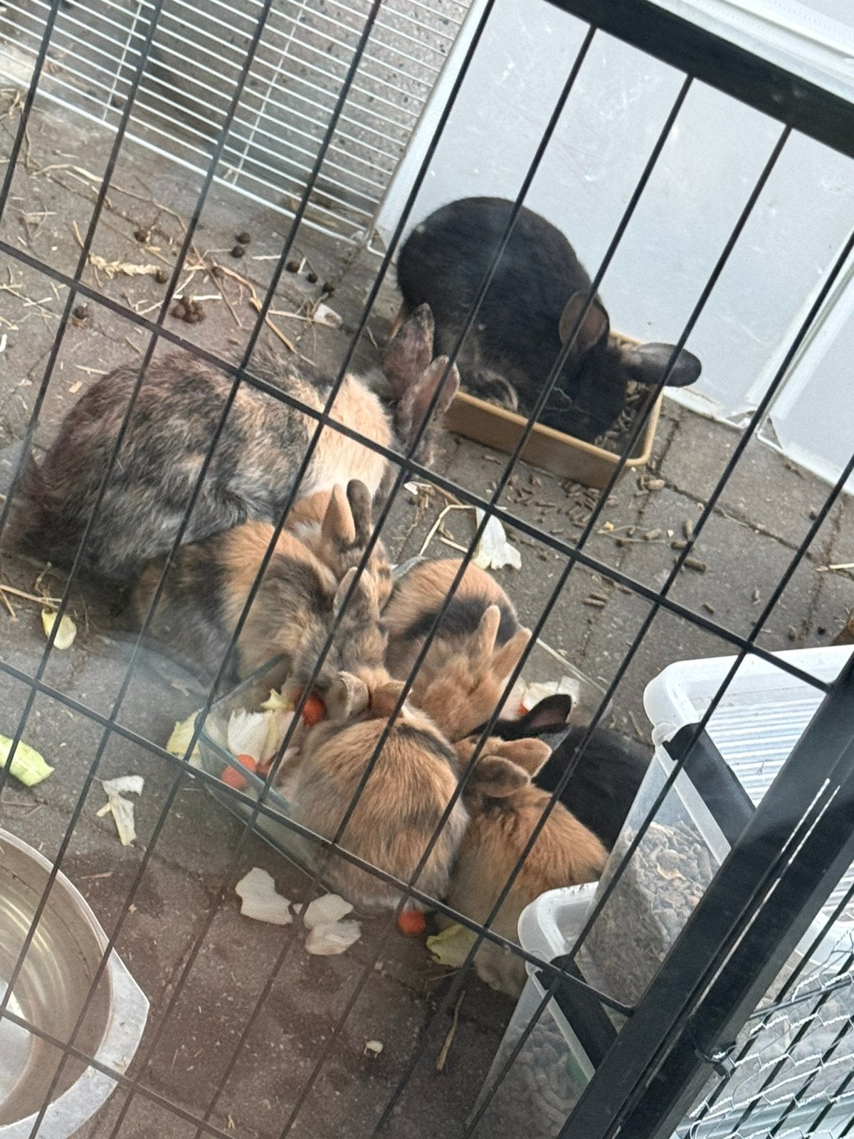 Babykonijnen, Dieren en Toebehoren, Meerdere dieren, Middelgroot, Hangoor, 0 tot 2 jaar