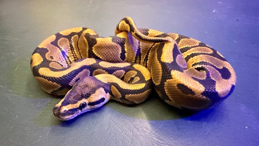 Verschillende ball pythons te koop Ball Python photo 2