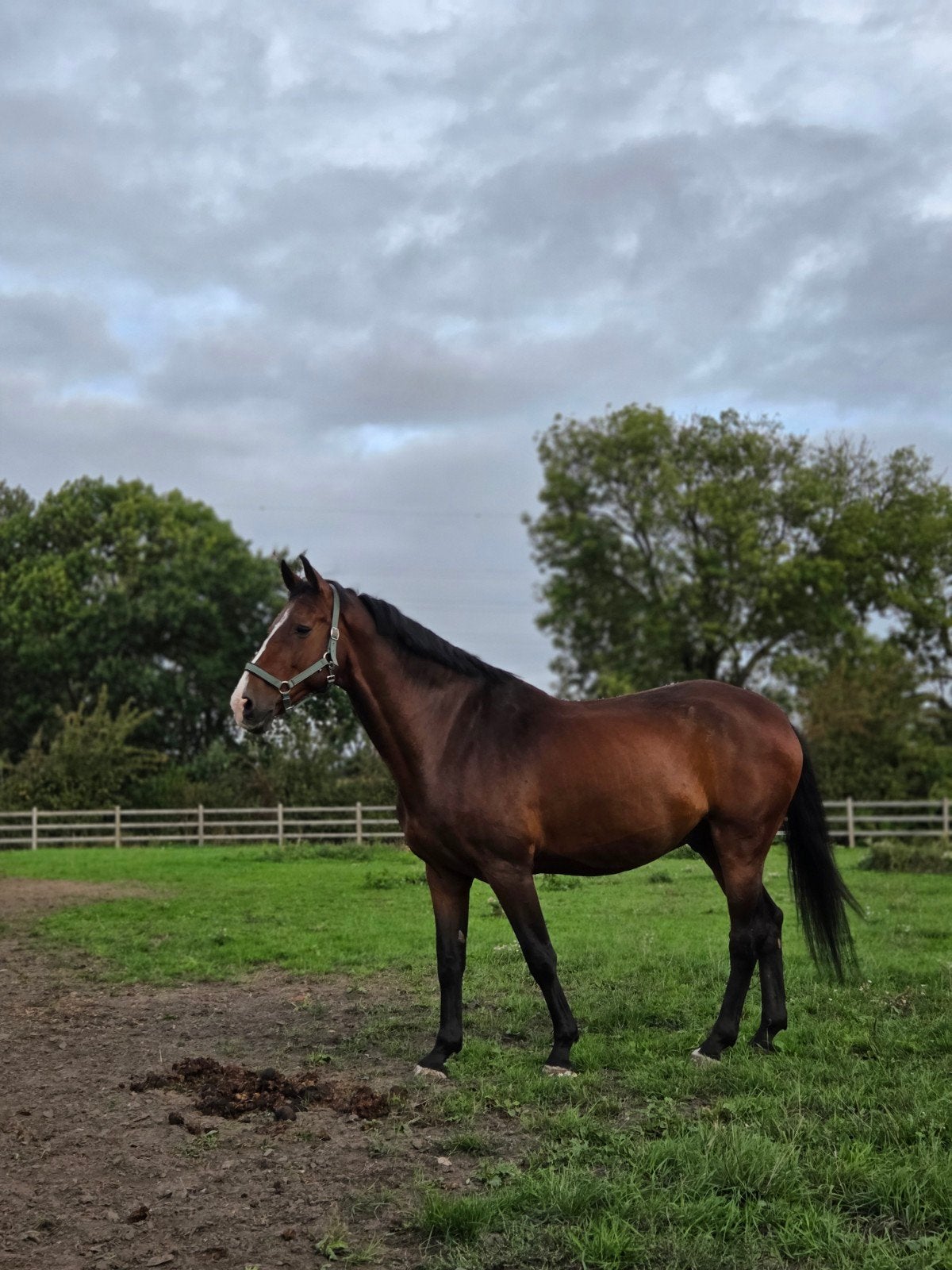 lieve allrounder ruin, Hongre, Cheval de saut