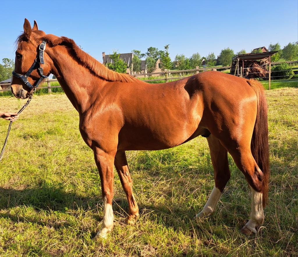 3-jarige dressuur ruin, Dieren en Toebehoren, Paarden, Met stamboom, Ruin, Dressuurpaard, 3 tot 6 jaar