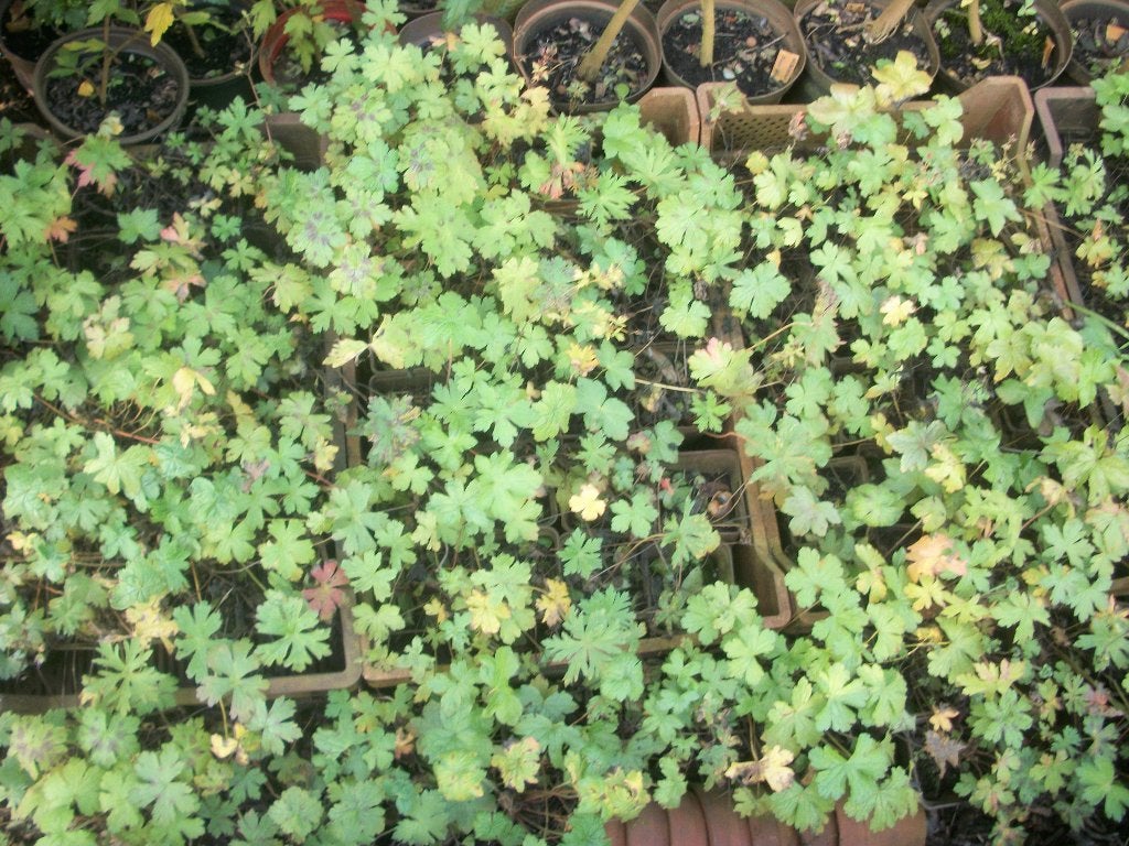 Geranium pakket (van 24 stuks), Ophalen, Vaste plant, Overige soorten, Halfschaduw