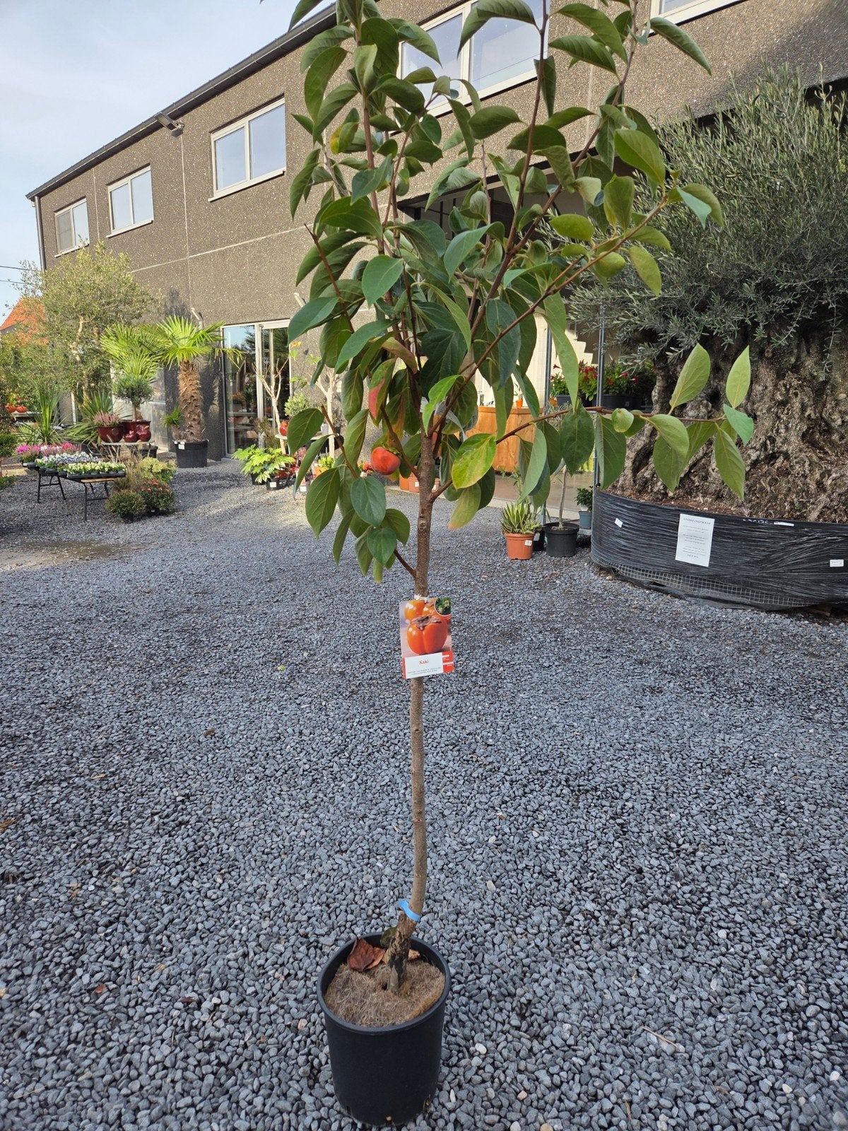 Kakiboom Sharon Mela Pomme, Tuin en Terras, Ophalen