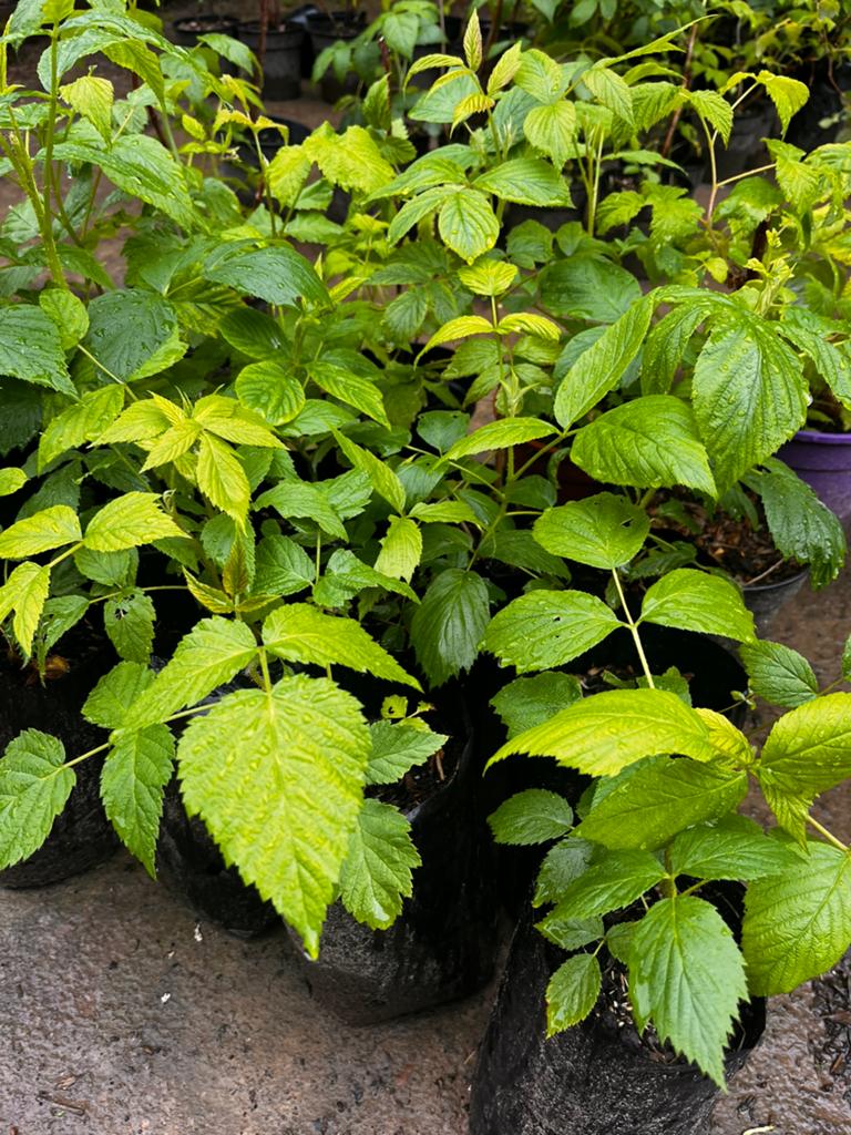 Frambozenplanten. Gratis levering in de regio Leuven., Tuin en Terras, Ophalen of Verzenden, Struik