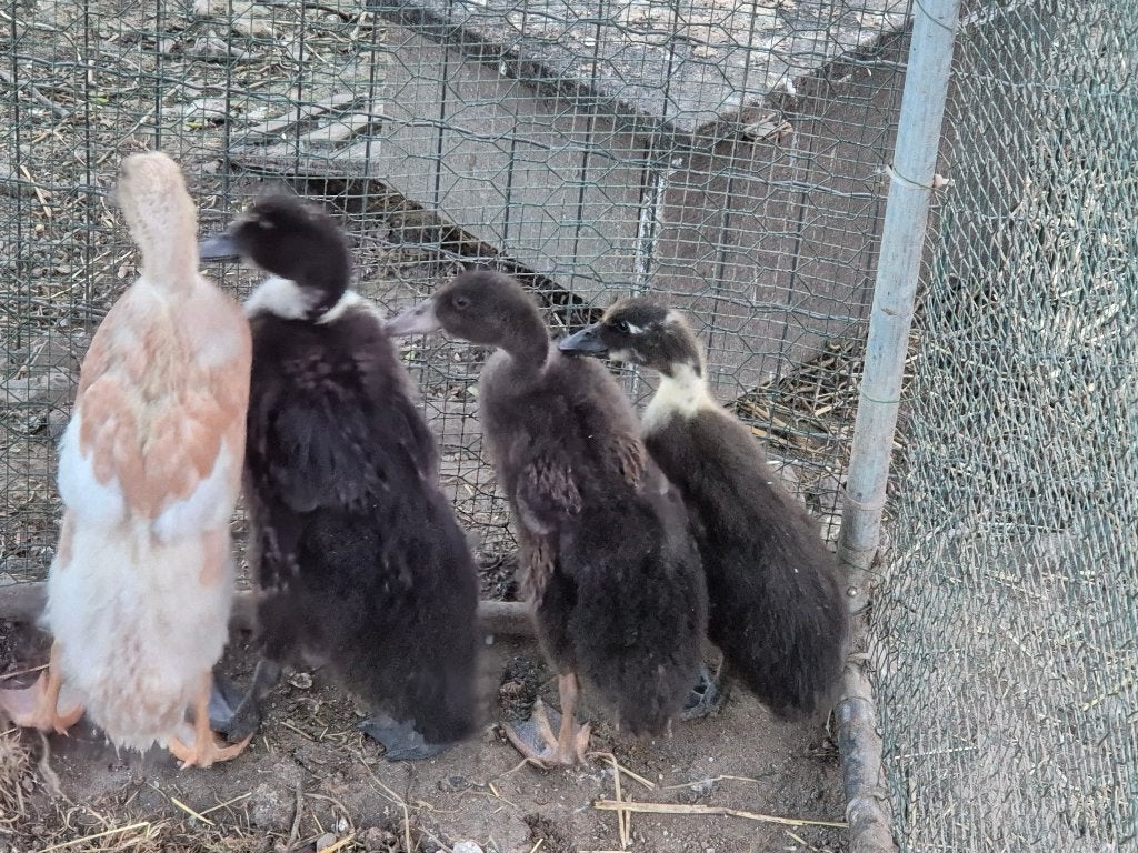 Canard kayuga, Dieren en Toebehoren, Meerdere dieren, Eend