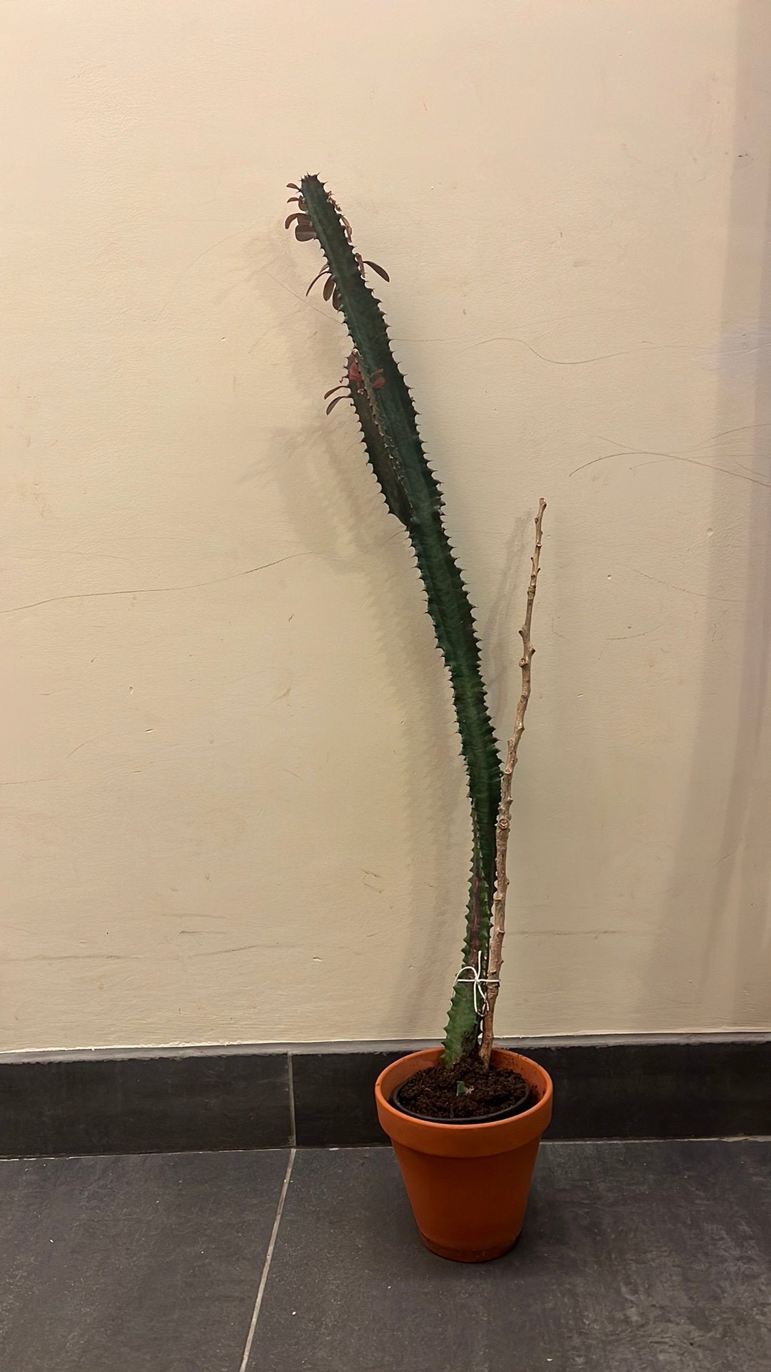 Euphorbia trigona, Huis en Inrichting, Kamerplanten, Ophalen
