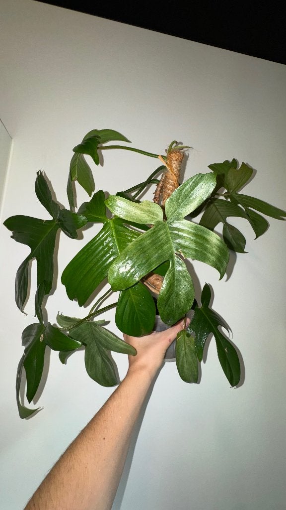 Philodendron Florida Ghost met inzet en doorzichtige pot, Overige soorten, Minder dan 100 cm, Groene kamerplant, Halfschaduw
