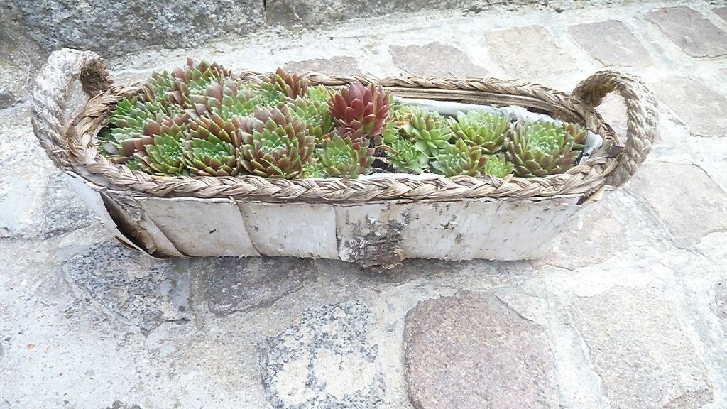 Gezonde vetplant, Jardin & Terrasse, Autres espèces, Ne fleurit pas, Plein soleil, Enlèvement