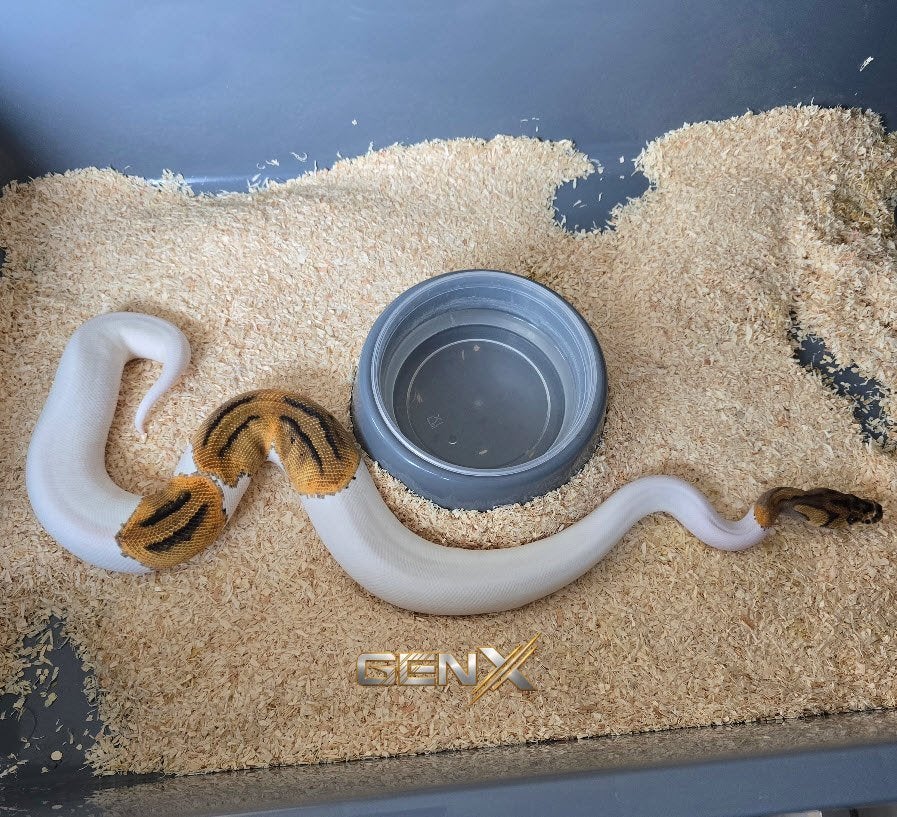Python regius - Clown Piebald - Vrouw Ball Python photo 3
