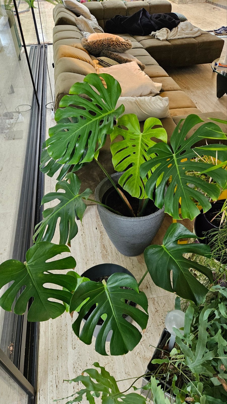 Monstera, Huis en Inrichting, Ophalen