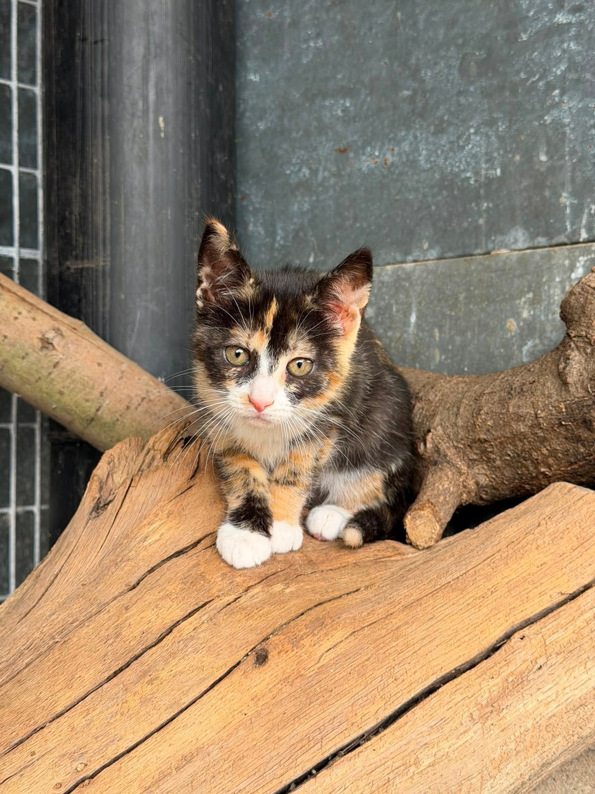 Europese korthaar kittens, Plusieurs animaux, Vermifugé, 3 à 5 ans