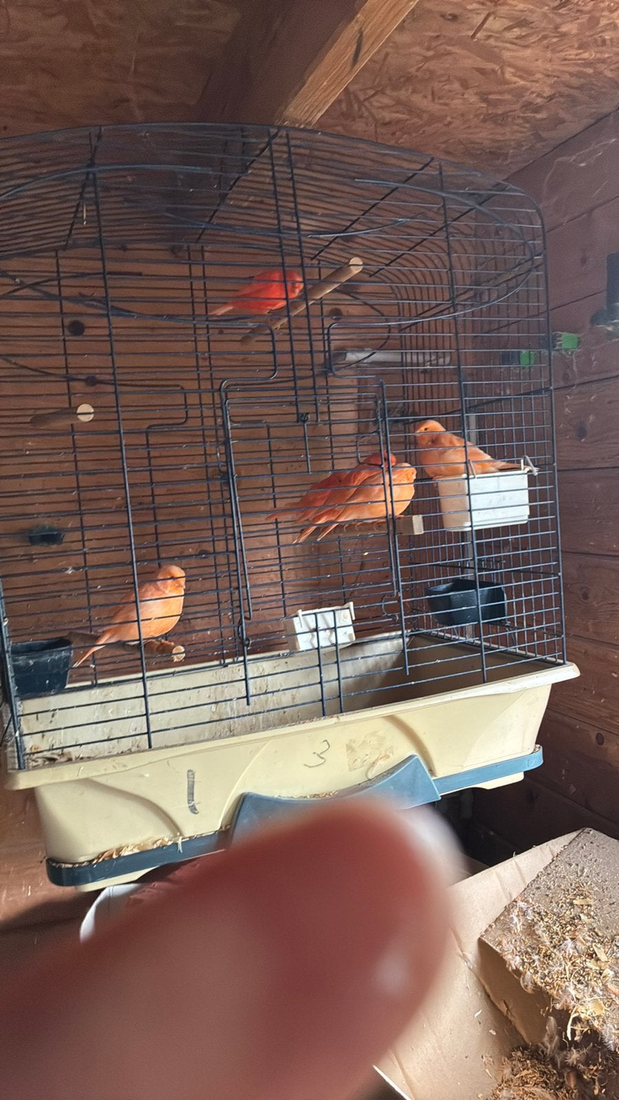 Roden karnie en geel gericht 2026 te koop, Animaux & Accessoires