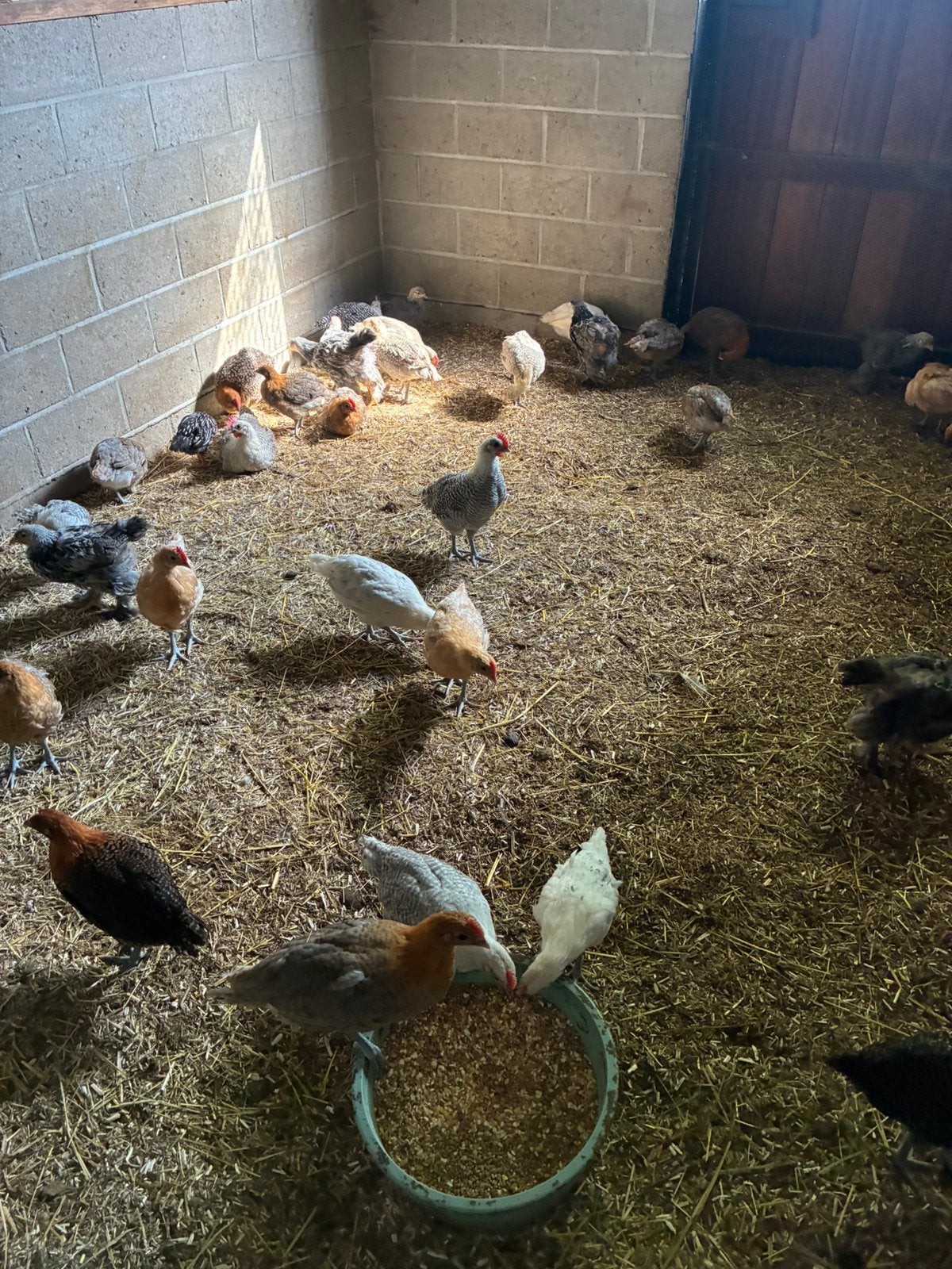 10 brakelhoen hanen  voor 20 euro van 6 weken oud, Dieren en Toebehoren, Mannelijk, Kip