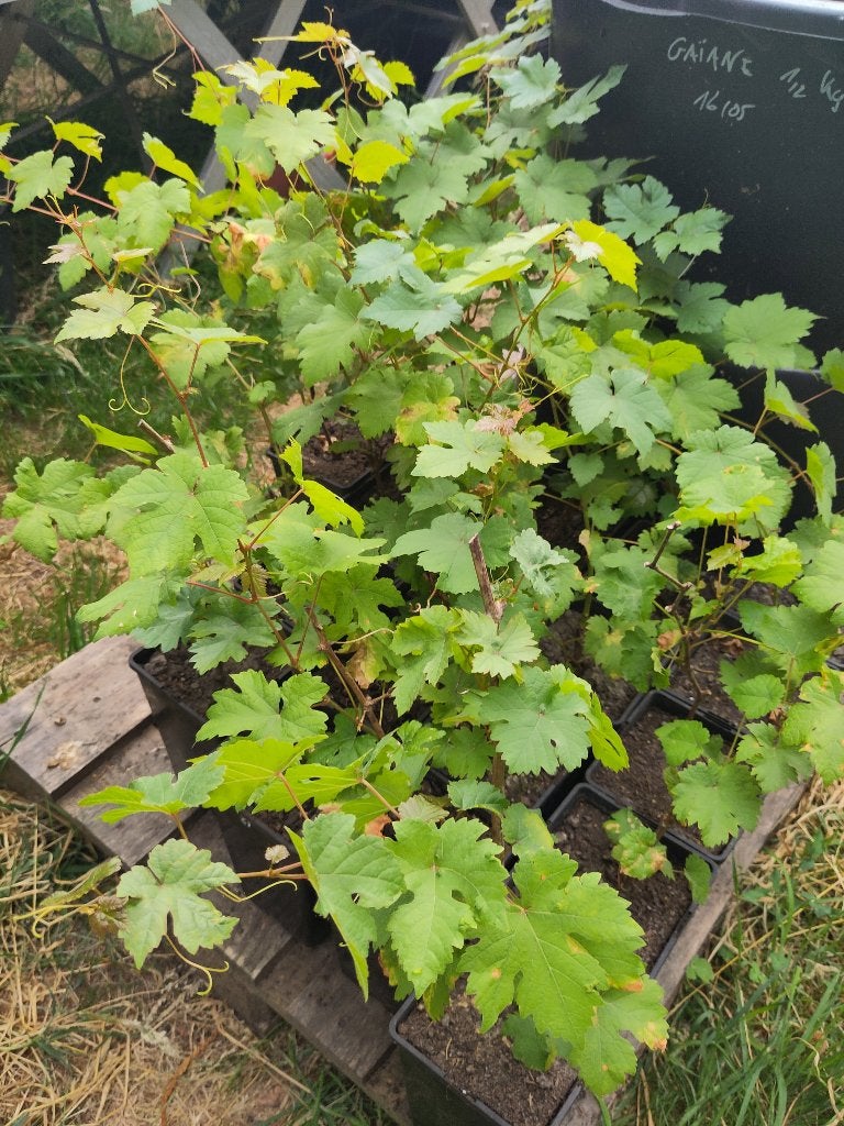 Wijnstok, witte druif, Ophalen, Volle zon, Vaste plant, Klimplanten