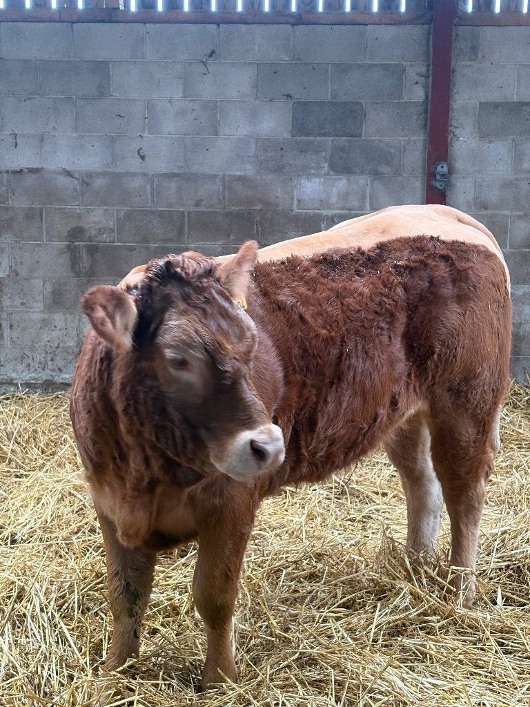 Limousin vaars te koop