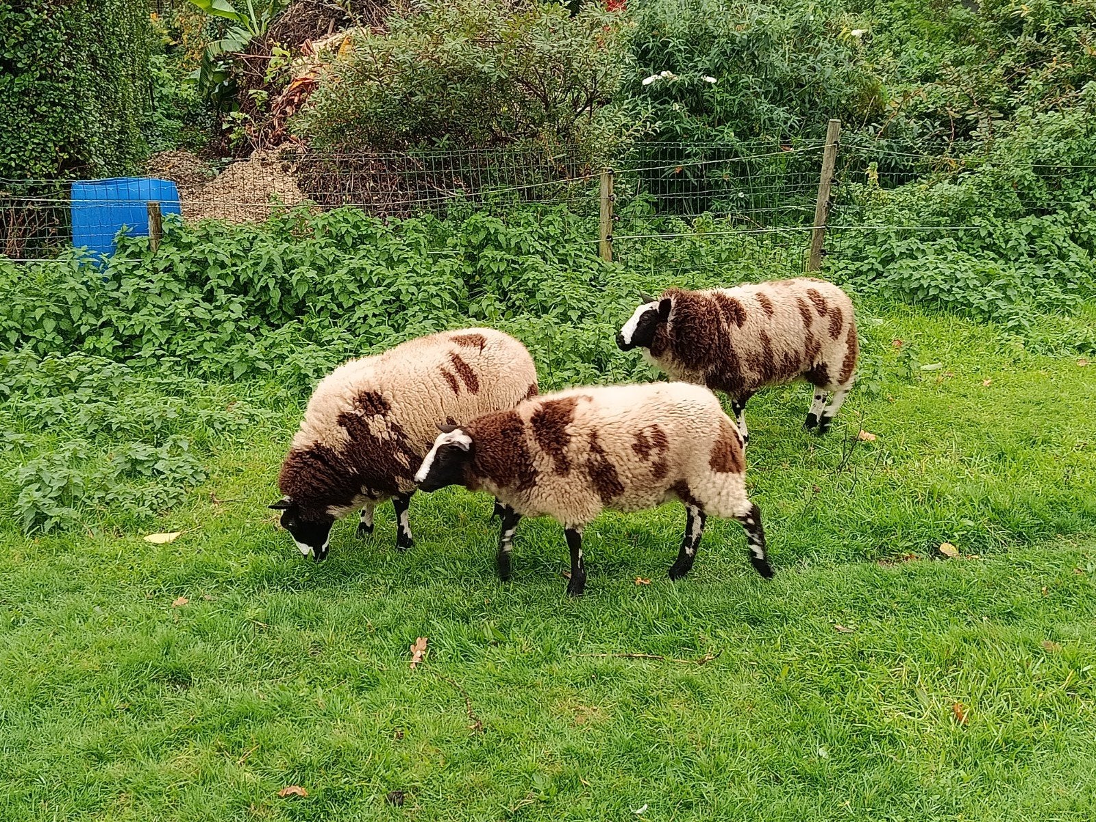 drie baggerbonte ooilammeren