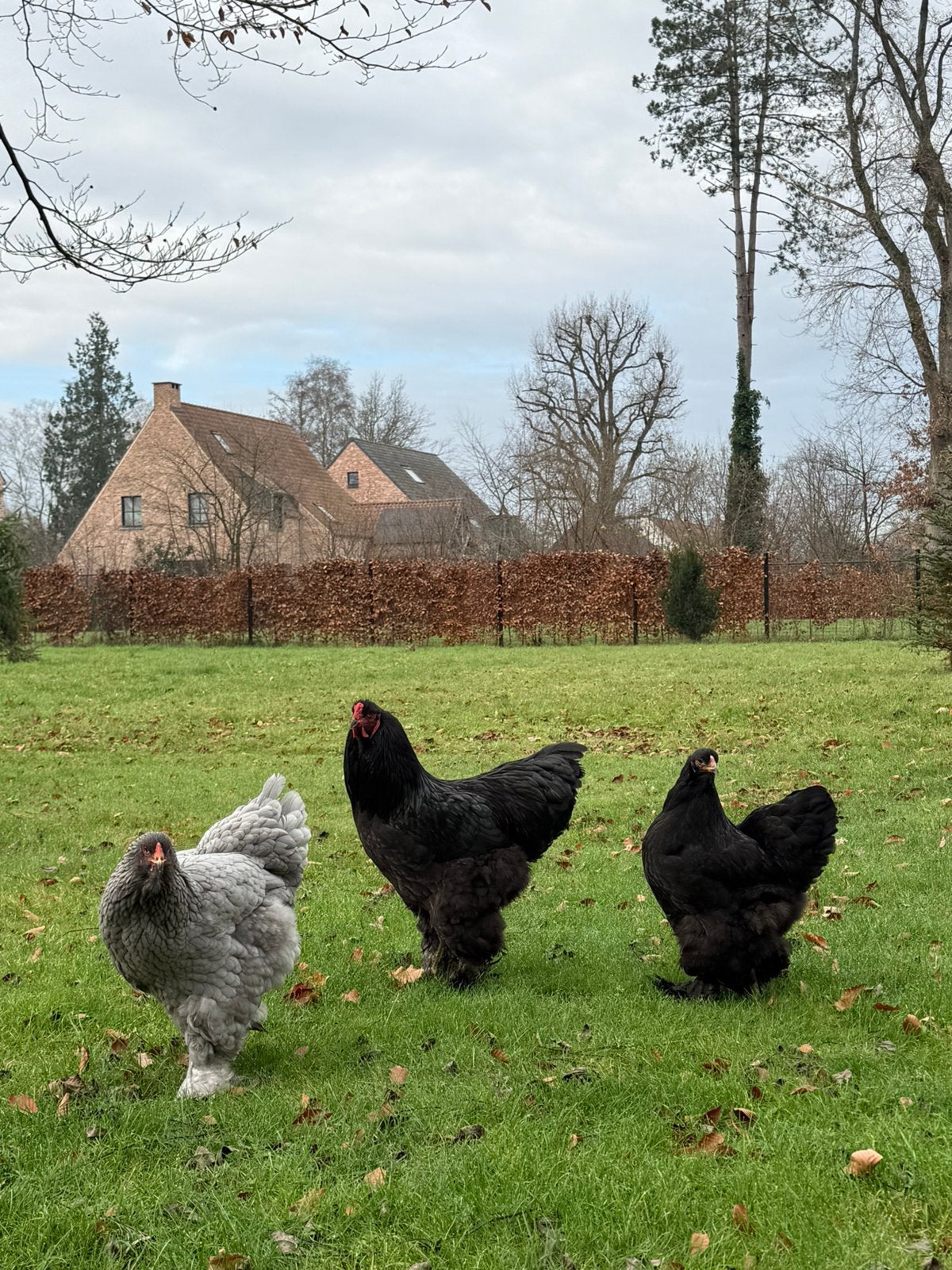Brahma broedeieren, Dieren en Toebehoren, Pluimvee, Kip