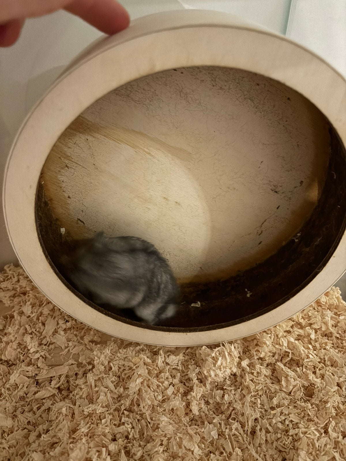 Hamster te koop + Glazen kot en accessoires, Enlèvement, Comme neuf