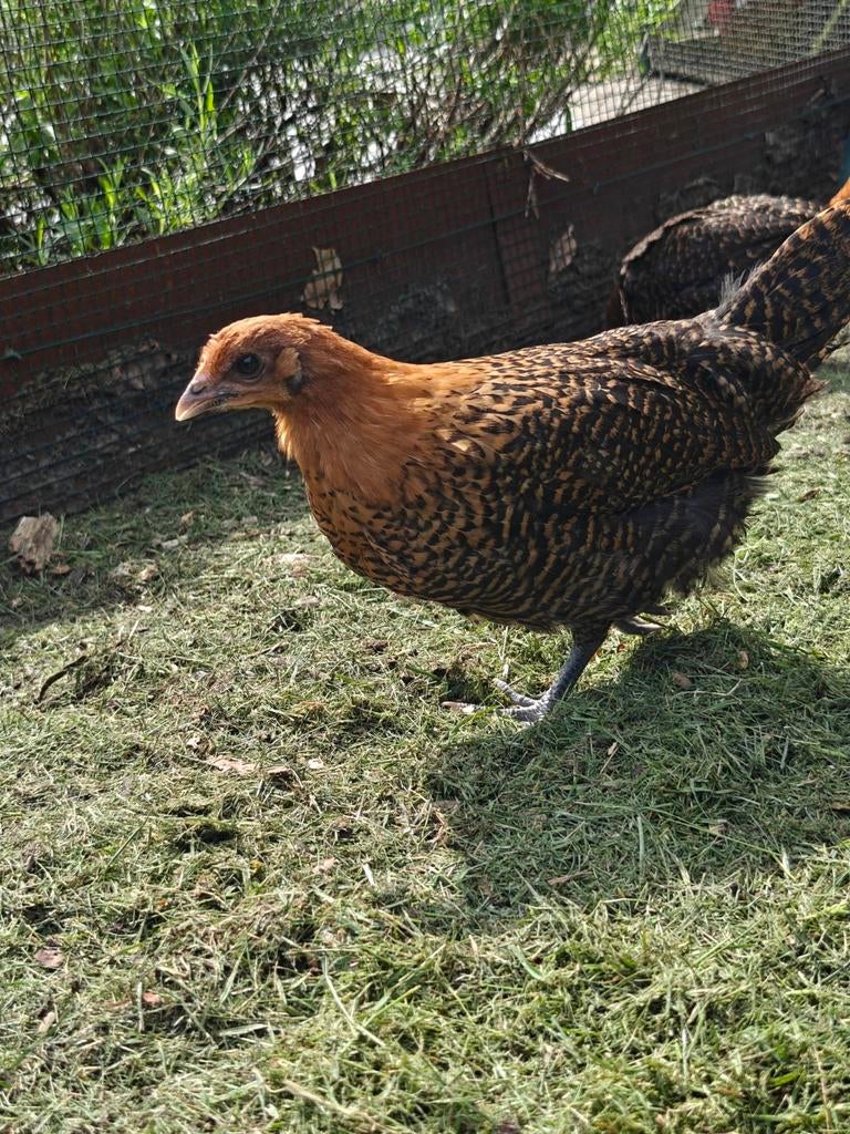 Raszuivere goudbrakels, Plusieurs animaux, Poule ou poulet
