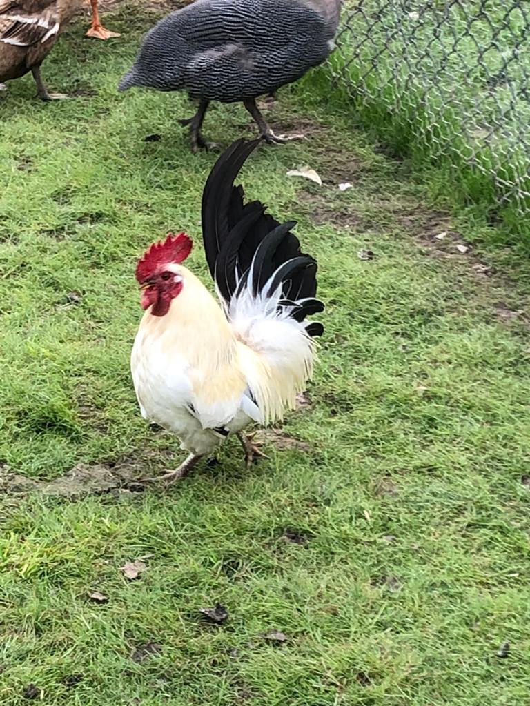 Kippen, Dieren en Toebehoren, Pluimvee, Mannelijk, Kip