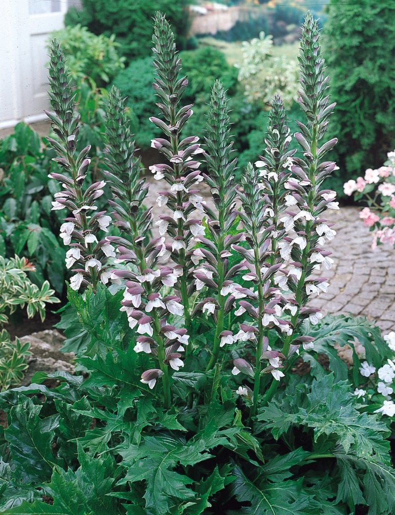 Zaden Acanthus, Ophalen of Verzenden, Vaste plant