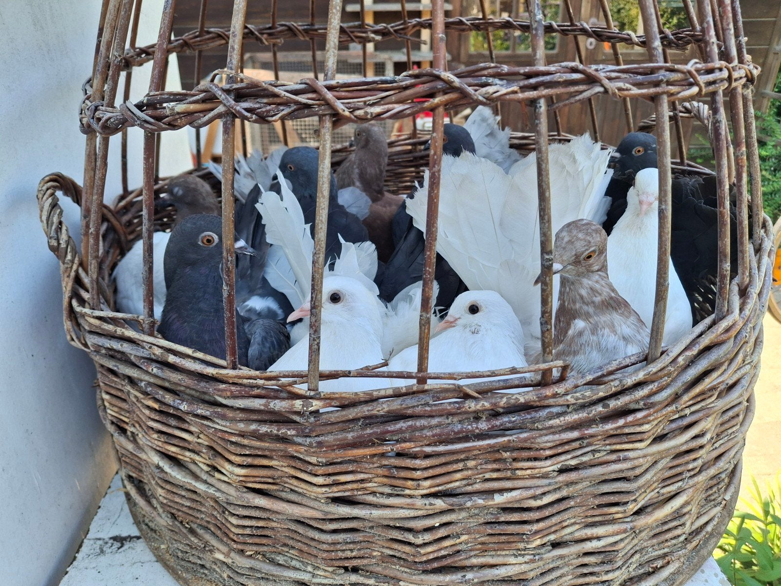 sierduif Indiase pauwstaart, Dieren en Toebehoren, Pluimvee