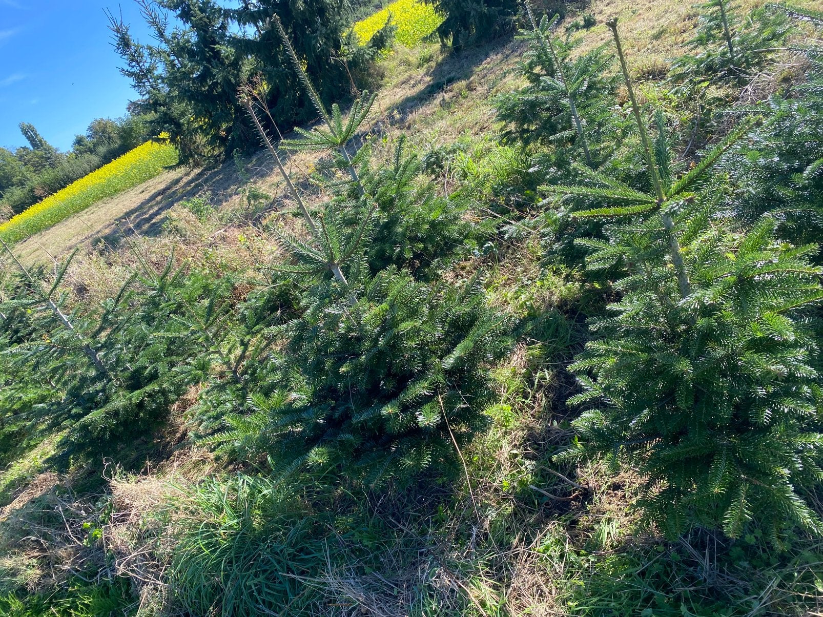 40 kerstbomen Nordmanniana, Ophalen, Nieuw