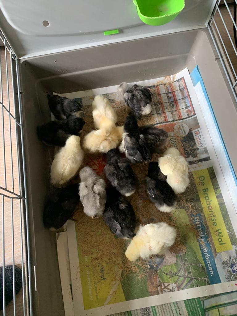 Kuikens 14 d oud New Jersey Giant in zwart, Dieren en Toebehoren, Pluimvee, Kip