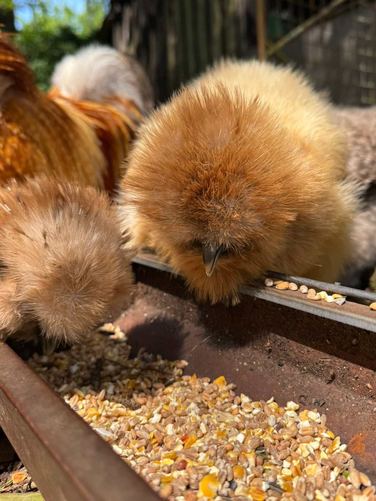 USA zijdehoen hen, Dieren en Toebehoren, Vrouwelijk, Kip