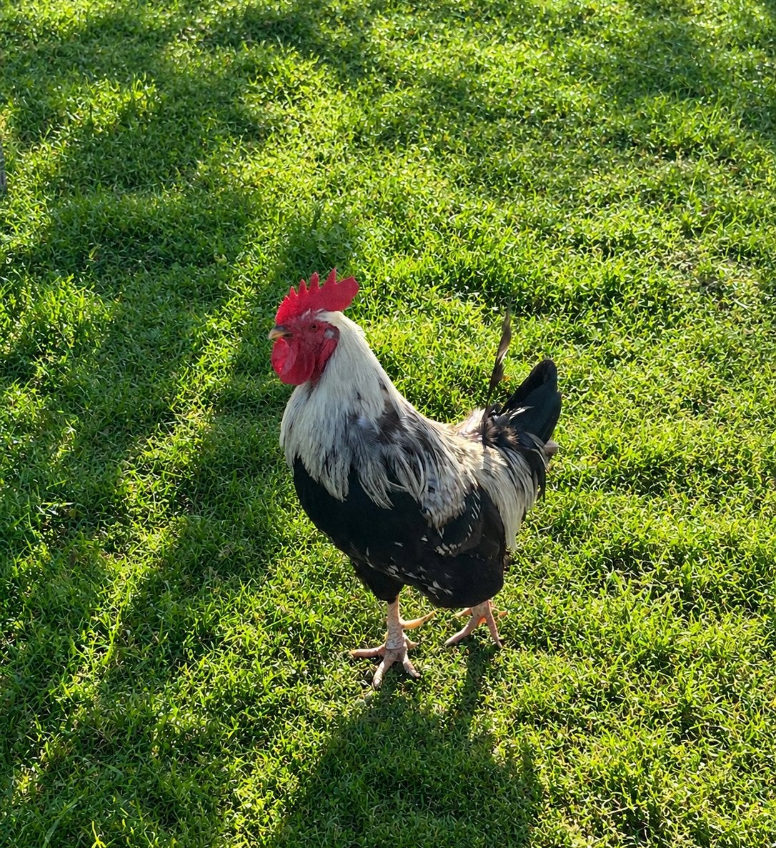 Gratis haan - Dorking ras zilvergrijs, Animaux & Accessoires, Mâle, Poule ou poulet